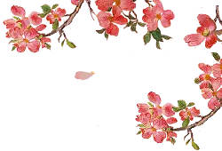 Peach Blossom - No Background PNG - Highly Rated PNG