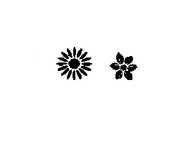 Sunflower - light - sun - Transparent Background PNG