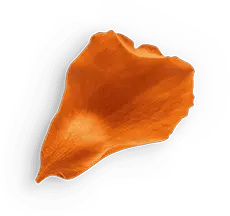 Petal - nature - Lossless PNG