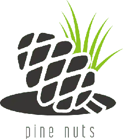 Pine Cone - healthy - Free Download PNG