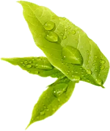 Green Leaf - Free Download PNG - fresh