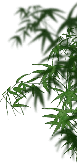 Green Plant - nature - green - No Watermark PNG
