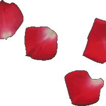 Rose Petals - beautiful - Trending PNG