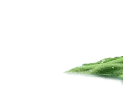 Green Grassland - nature - Curated PNG