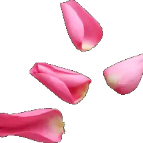 Petals - rose - beautiful - High Resolution PNG