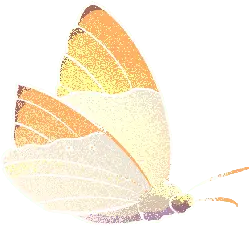 Butterfly - insect - orange - No Watermark PNG
