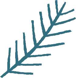 Pine Branch - simple - Transparent Background PNG