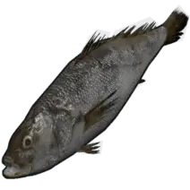 Black Drum - Popular Download PNG
