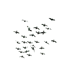 Flying Egrets - nature - Transparent Layer PNG