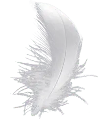 Feather - Free PNG