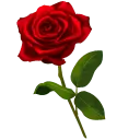 Rose - Curated PNG - love