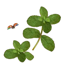 Ladybug and Mint - insect - PNG