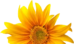 Sunflower - yellow - Lossless PNG