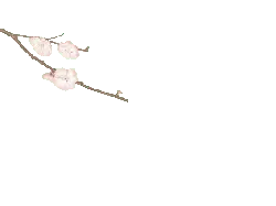 Plum Blossom - No Watermark PNG - winter