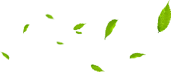 Leaves Falling - green - High Resolution PNG