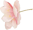 Cherry Blossom - Curated PNG - flower - Pic 1