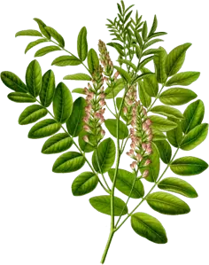 Black Locust - leaf - Free Download PNG