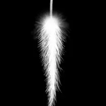 Feather - white - decorative - Lossless PNG