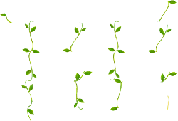 Bean Sprout - tender shoot - PNG