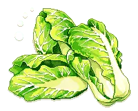 Lettuce - High Resolution PNG