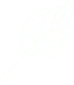 Leaf - Fast Download PNG - Free for Commercial Use PNG
