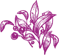 Wisteria - leaf - Transparent Background PNG