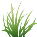 Grass Patch - plant - grass patch - High Resolution PNG
