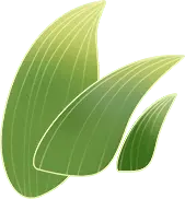 Green Leaves - plant - Fast Download PNG