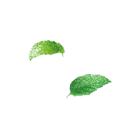 Green Leaves - Highly Rated PNG - plant