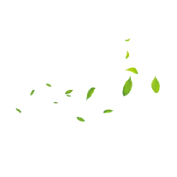 Falling Leaves - autumn - High Download Count PNG