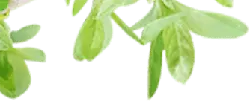 Clover - Curated PNG - plant