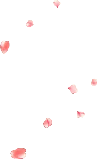 Petals - pink - black - No Watermark PNG