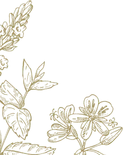 Gold Floral Pattern - plant - Lossless PNG
