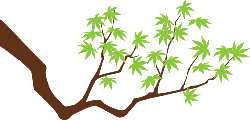 Maple Branch - nature - Transparent Layer PNG