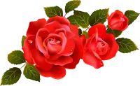 Rose - nature - No Background PNG