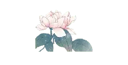Lotus Flower - green leaves - plant - Free PNG