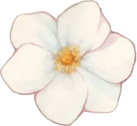 Rose - Transparent Layer PNG - white