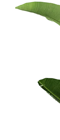 Banana Leaf - nature - Free PNG