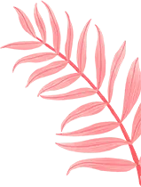 Pink Feather - plant - Transparent Background PNG