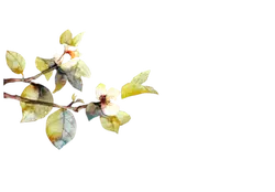 Camellia - nature - flowers - No Background PNG