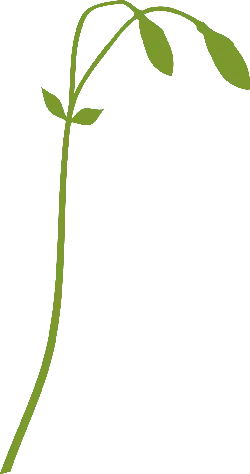 Pea Shoots - green - Free Download PNG