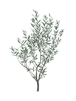 Olive Tree - leaves - branches - Free PNG