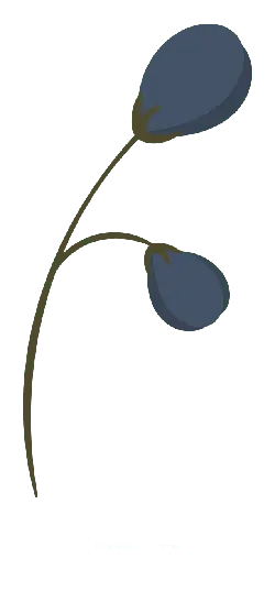 Blue Flowers - plant - simple - No Background PNG
