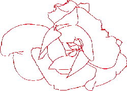 Rose - line drawing - Free PNG