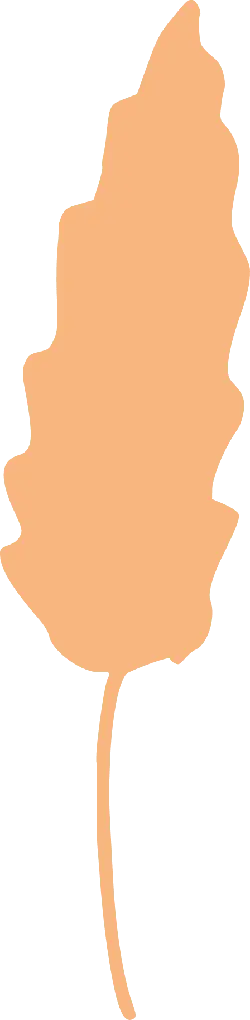 Leaf - plant - No Watermark PNG