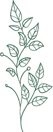 Green Plant Branch - line drawing - Trending PNG