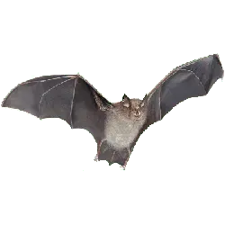 Tadarida brasiliensis - mammal - Lossless PNG