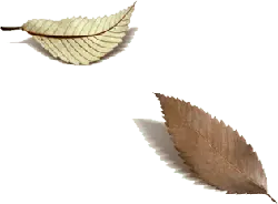 Leaves - dry leaf - Free PNG