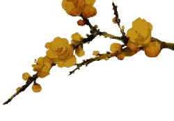 Plum Blossom - Transparent Layer PNG - yellow