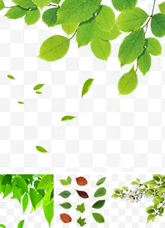 Green Leaves - Curated PNG - nature